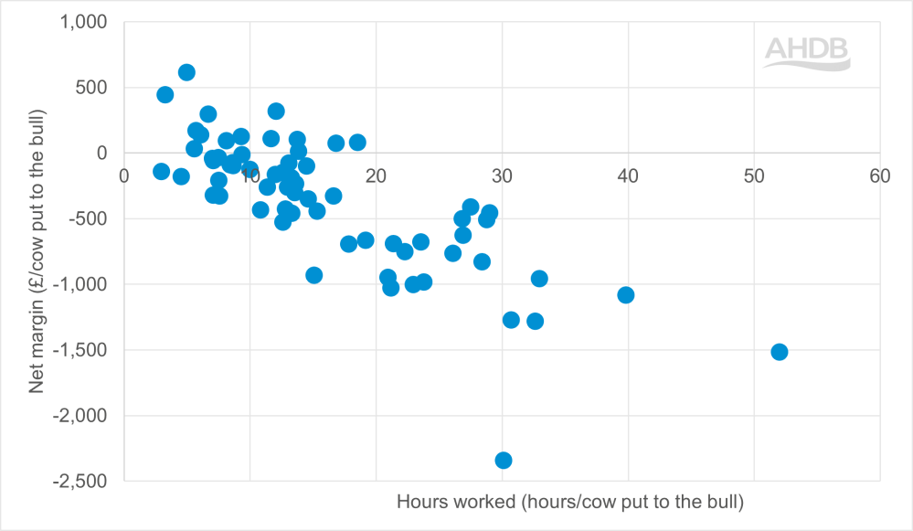 Net Margin and hours worked per cow put to the bull.